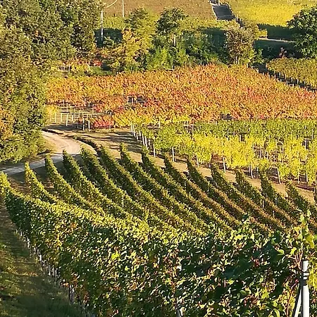 Tenuta Montanello 4* Castiglione Falletto